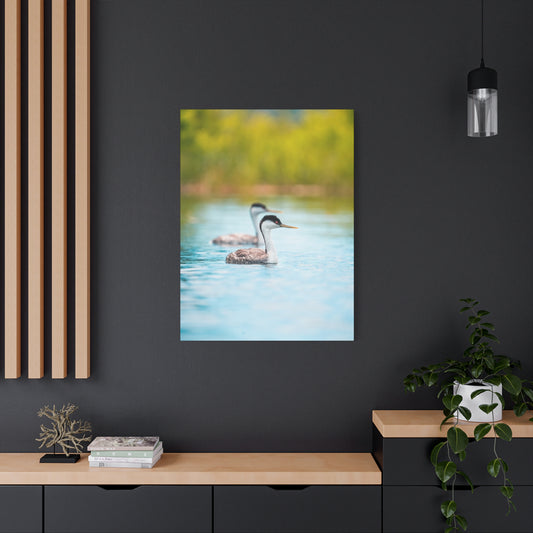Western Grebes - Matte Nature Print
