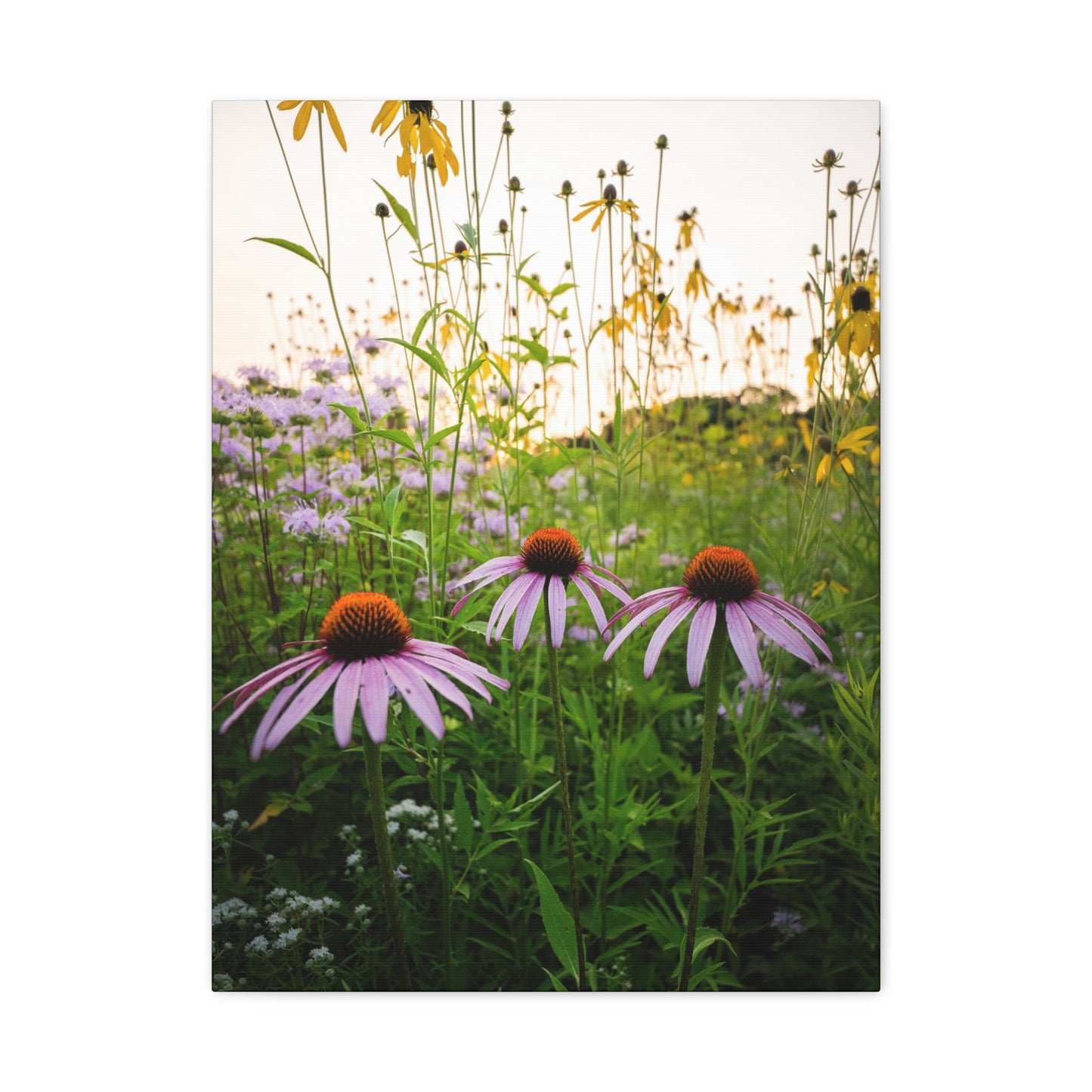 Golden Hour Prairie - Matte Nature Print