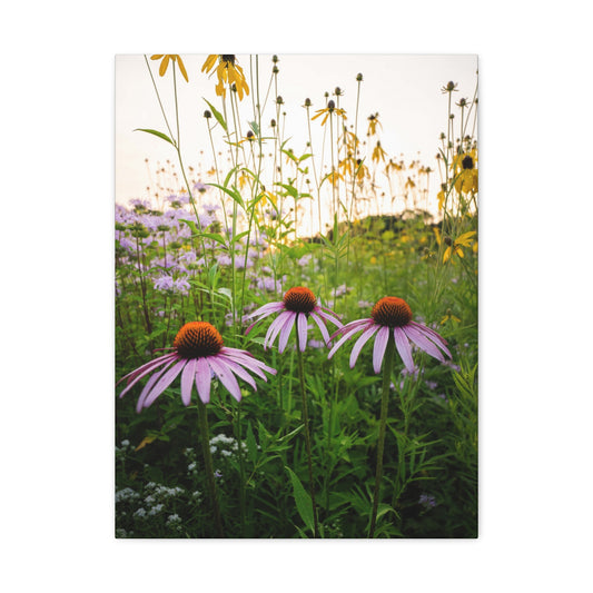 Golden Hour Prairie - Matte Nature Print