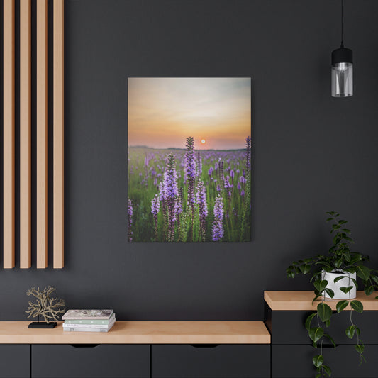 Blazing Star at Sunset - Matte Nature Print