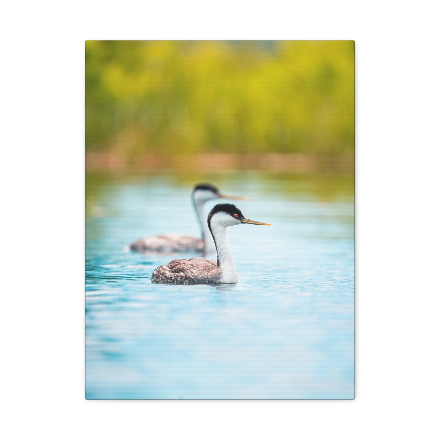 Western Grebes - Matte Nature Print