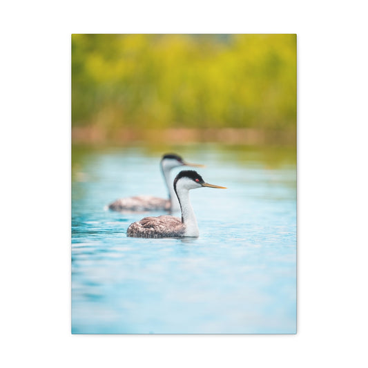 Western Grebes - Matte Nature Print