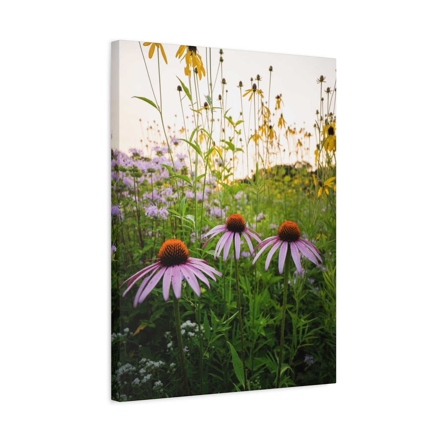 Golden Hour Prairie - Matte Nature Print