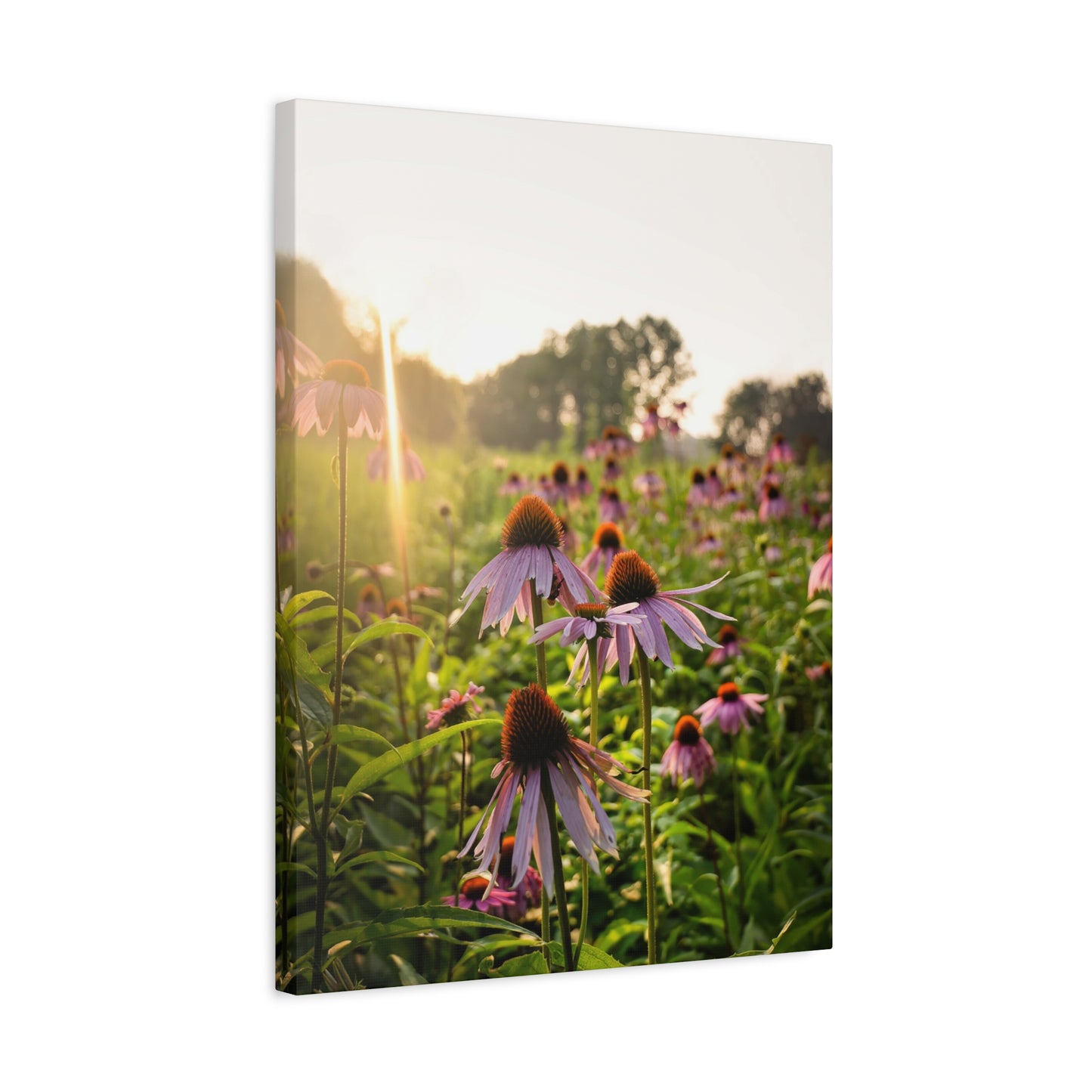 Purple Coneflower Heaven - Matte Nature Print