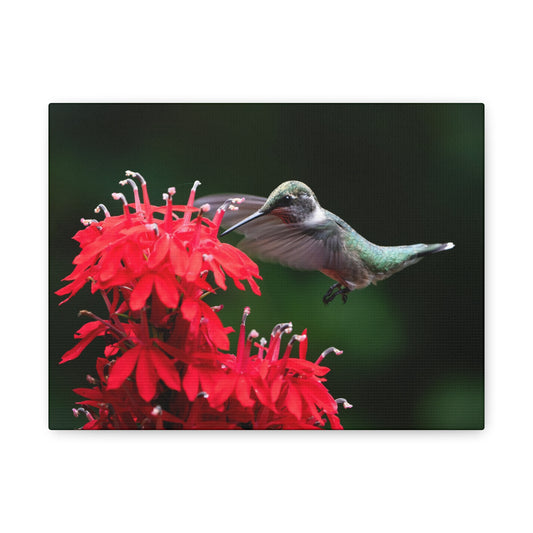 Hummingbird On Cardinal Flower - Matte Nature Print