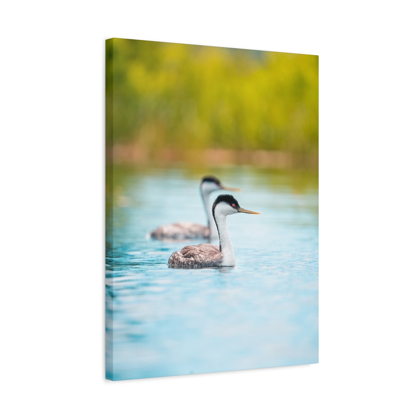 Western Grebes - Matte Nature Print