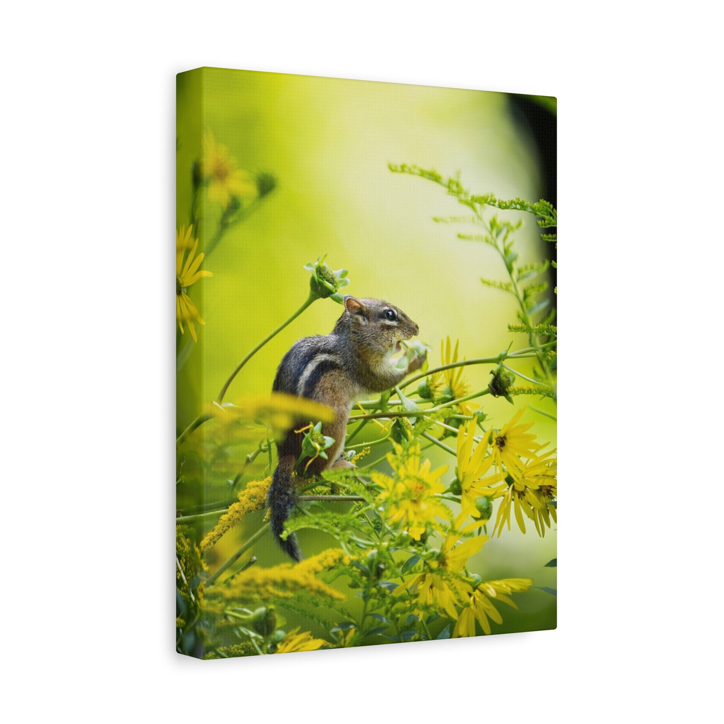 Eastern Chipmunk on Cup Plant - Matte Nature Print