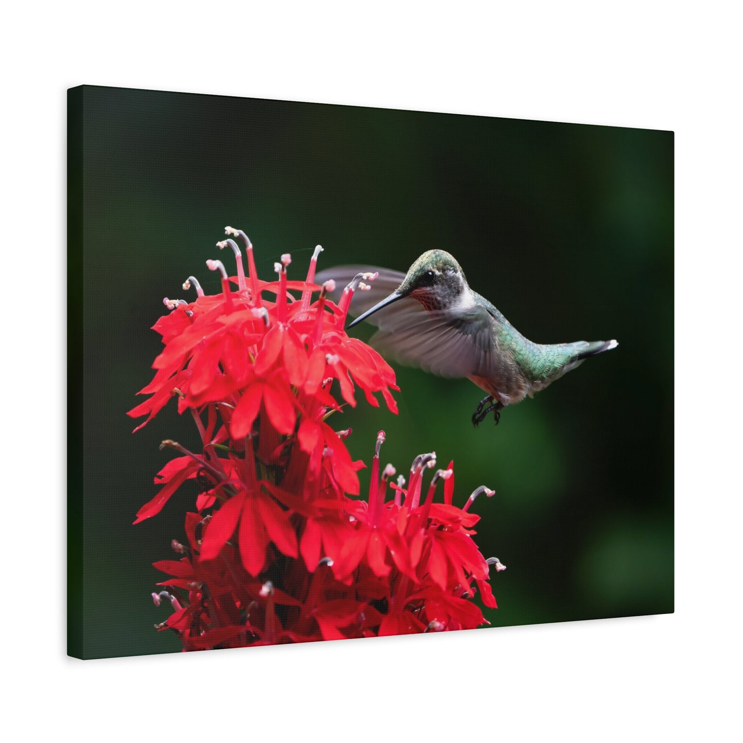 Hummingbird On Cardinal Flower - Matte Nature Print