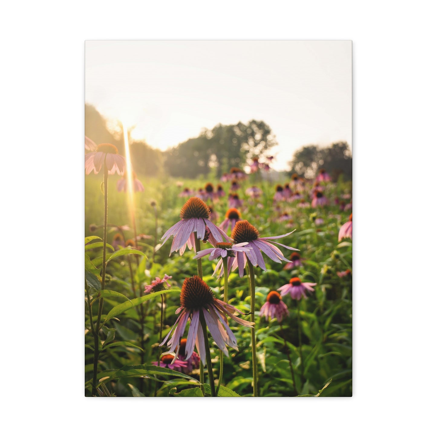 Purple Coneflower Heaven - Matte Nature Print