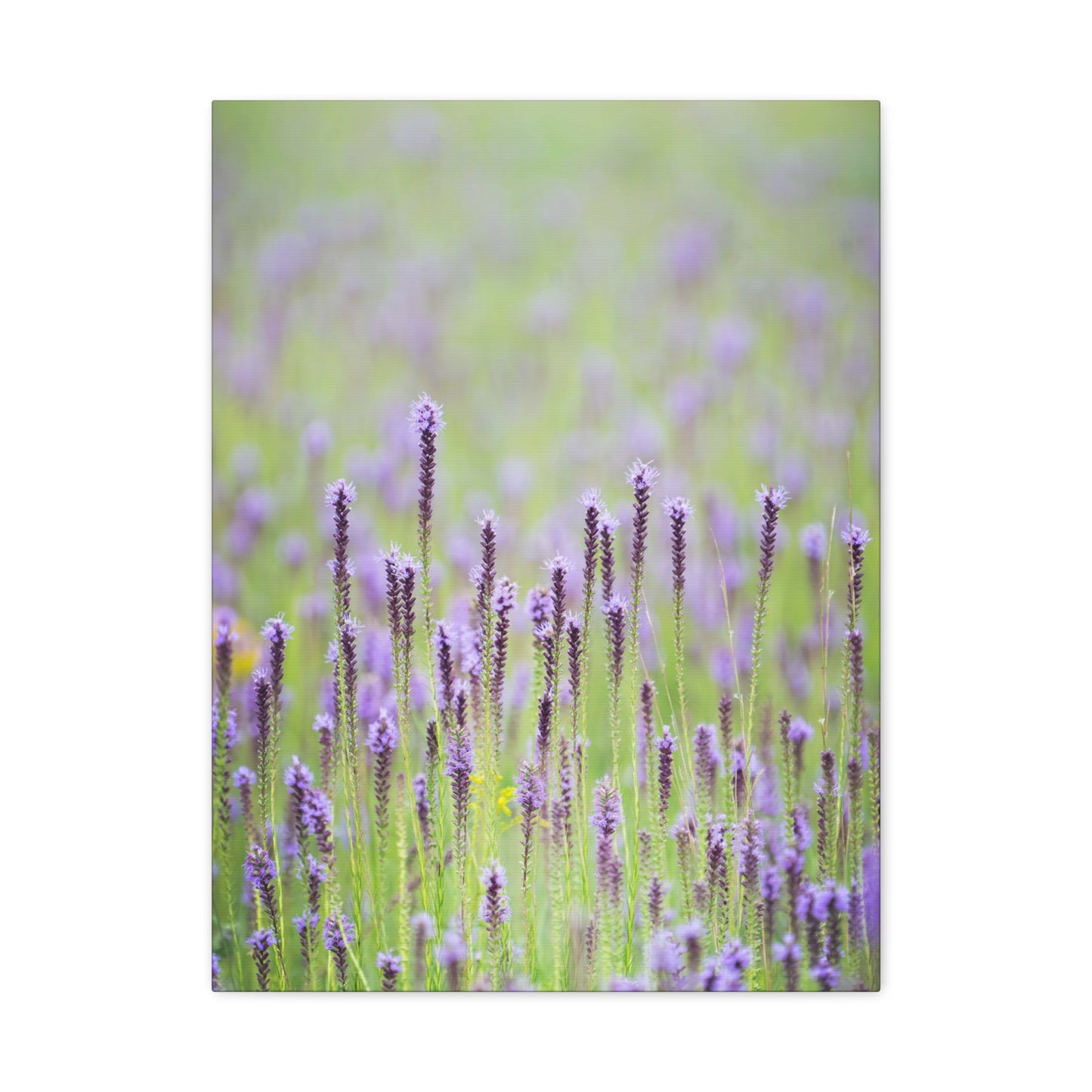 Blazing Star Dream - Matte Nature Print