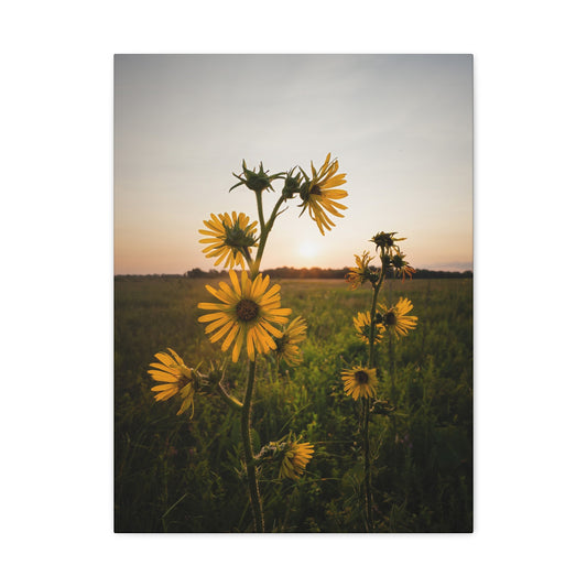 Compass Plant at Sunset - Matte Nature Print