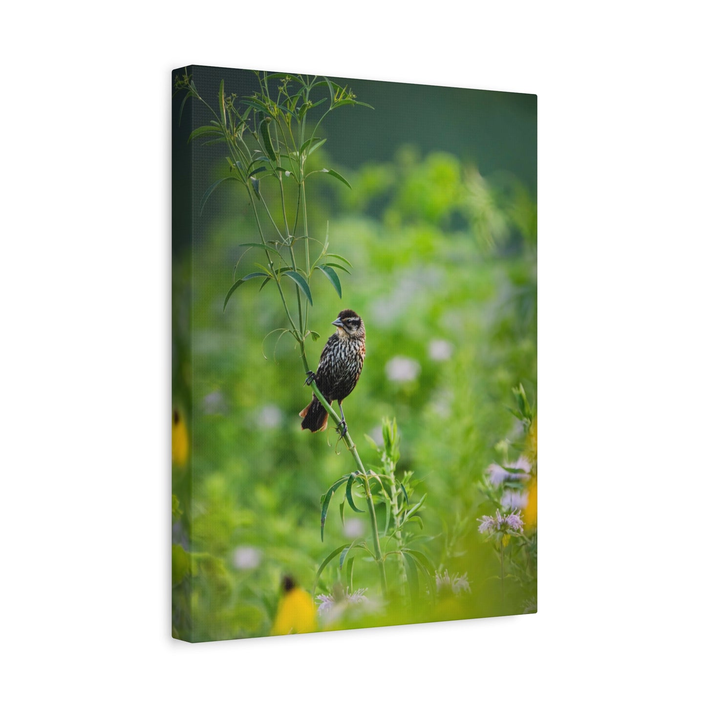 Female Redwing In a Prairie - Matte Nature Print