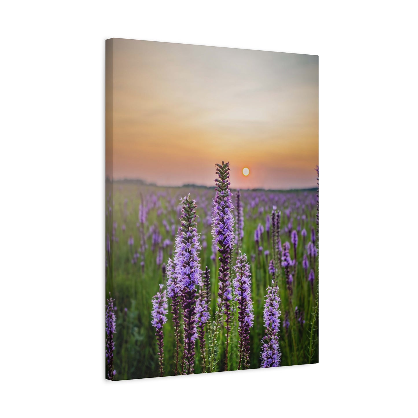 Blazing Star at Sunset - Matte Nature Print