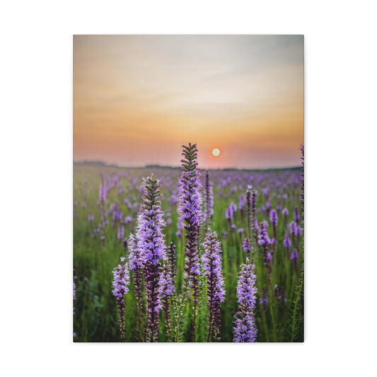 Blazing Star at Sunset - Matte Nature Print
