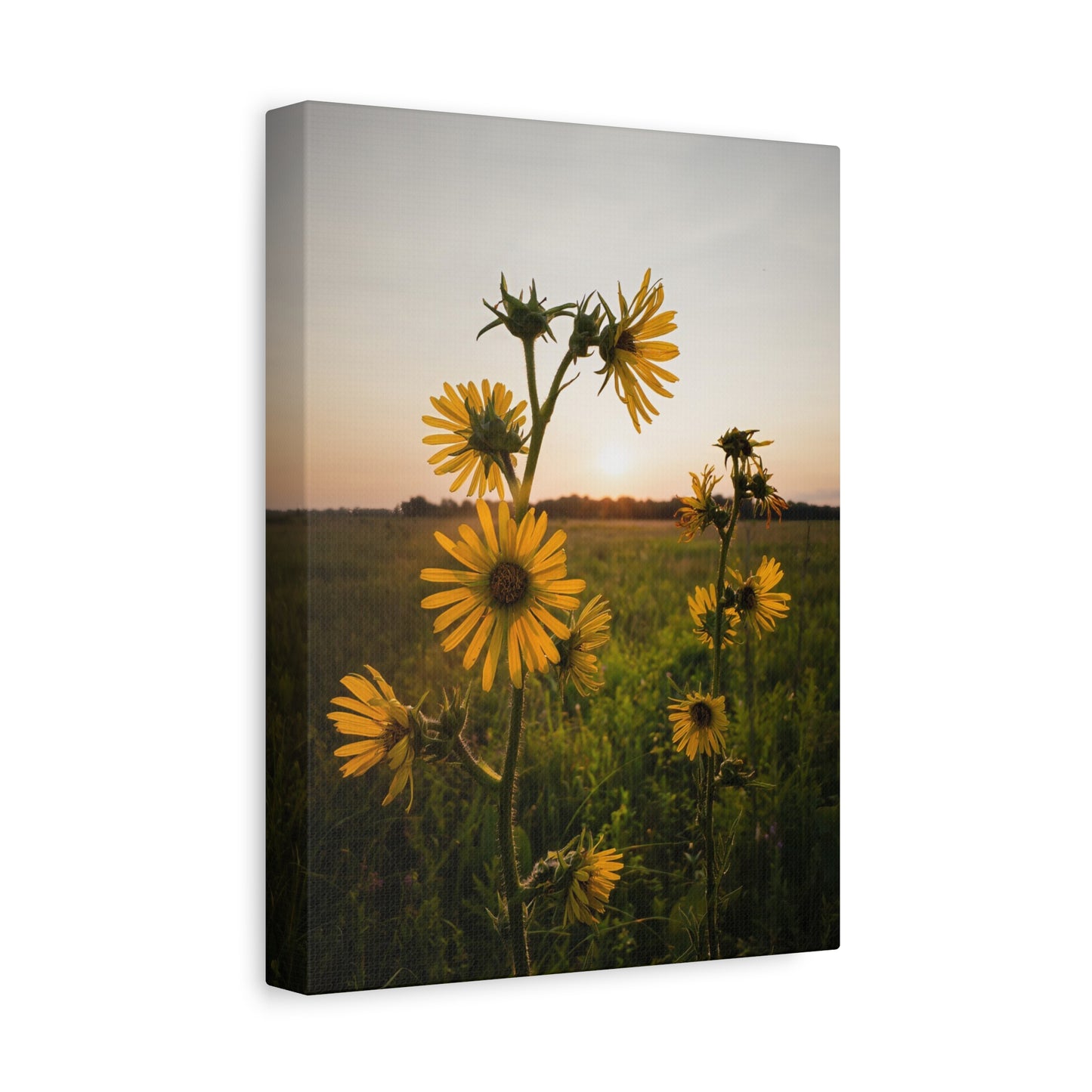 Compass Plant at Sunset - Matte Nature Print