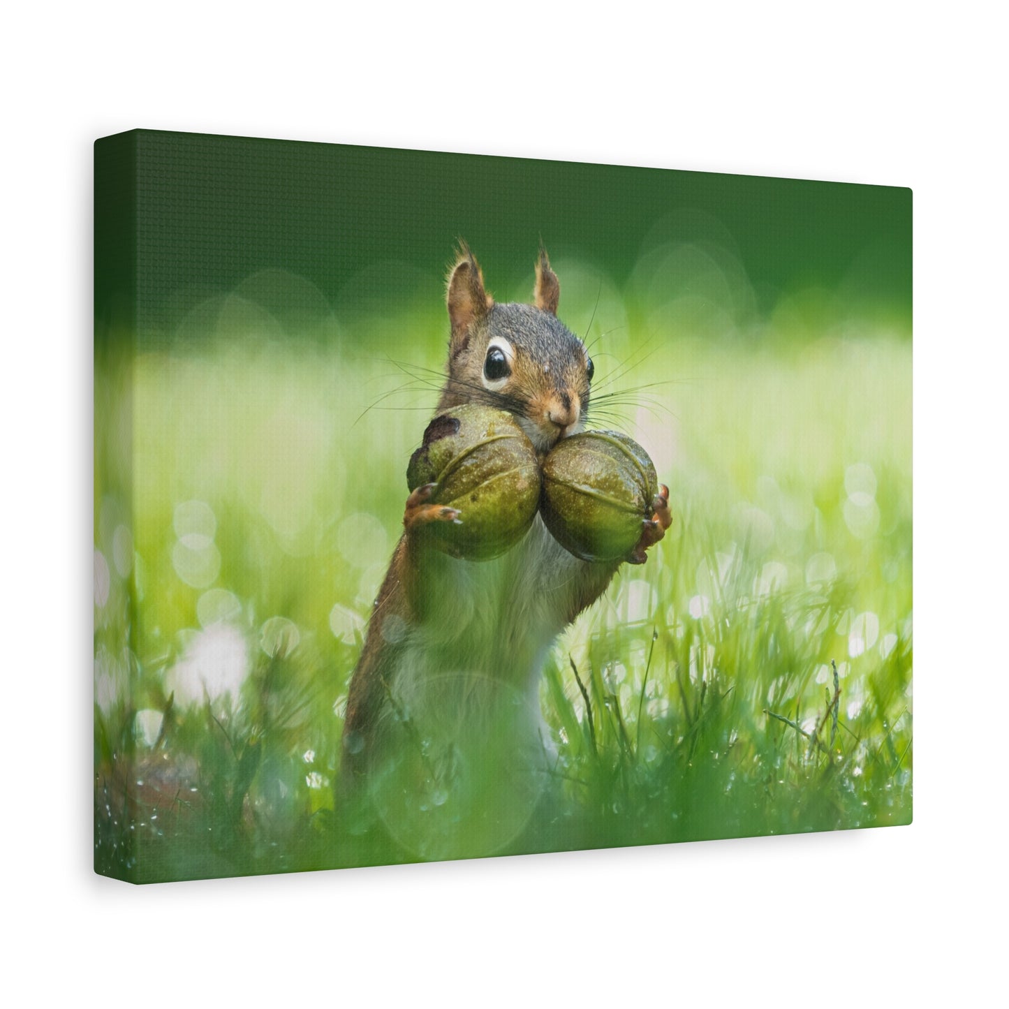 Red Squirrel Doubled Up Nuts - Matte Nature Print