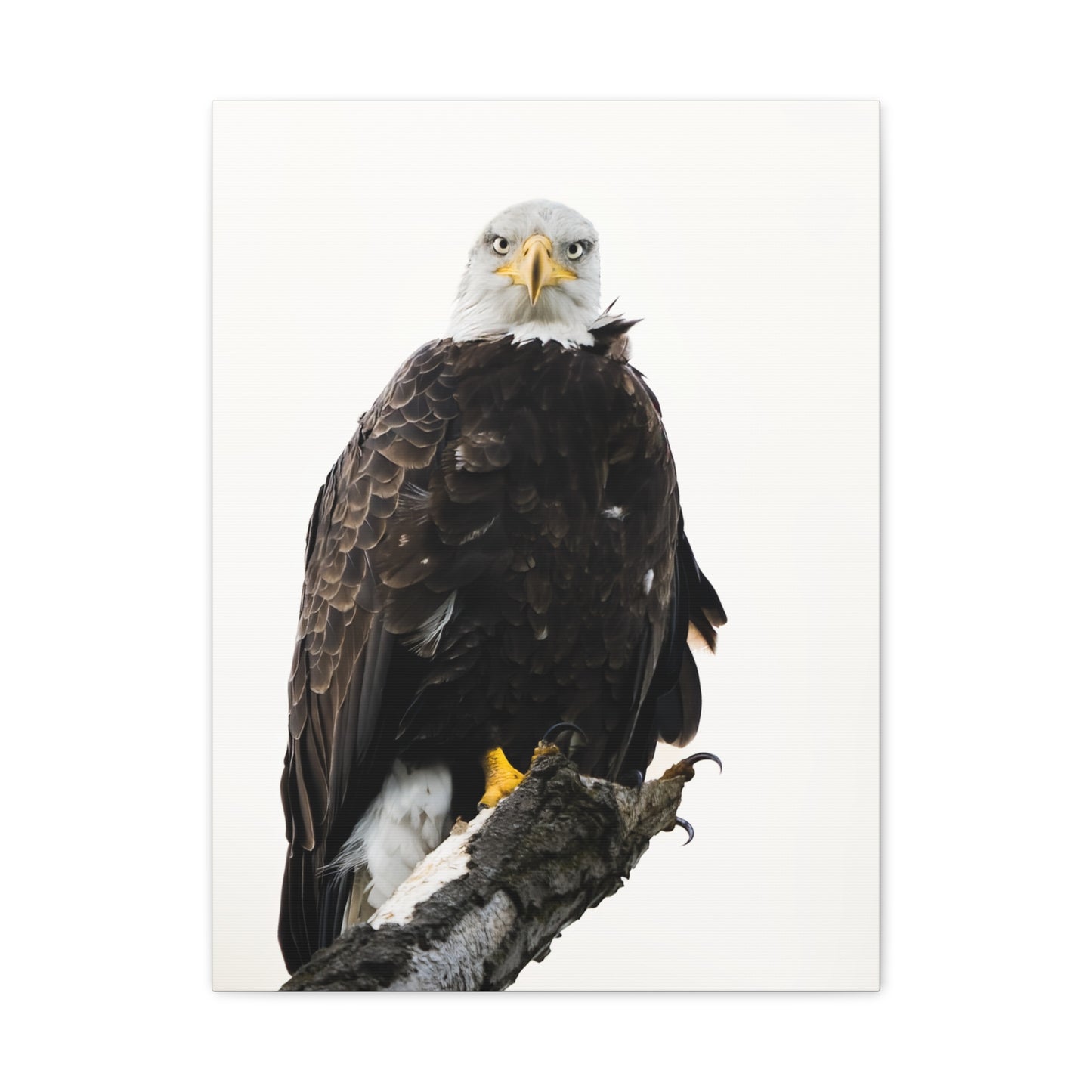 The Bald Eagle - Matte Nature Print