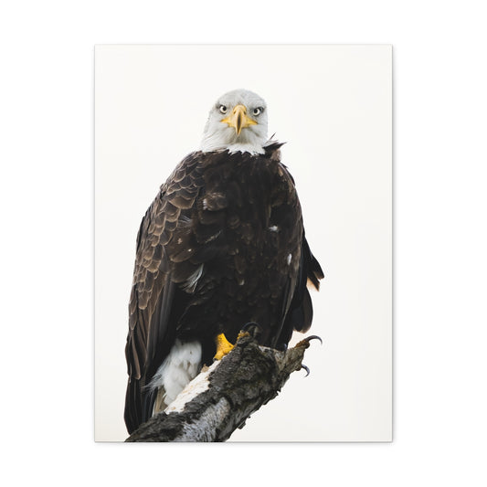 The Bald Eagle - Matte Nature Print