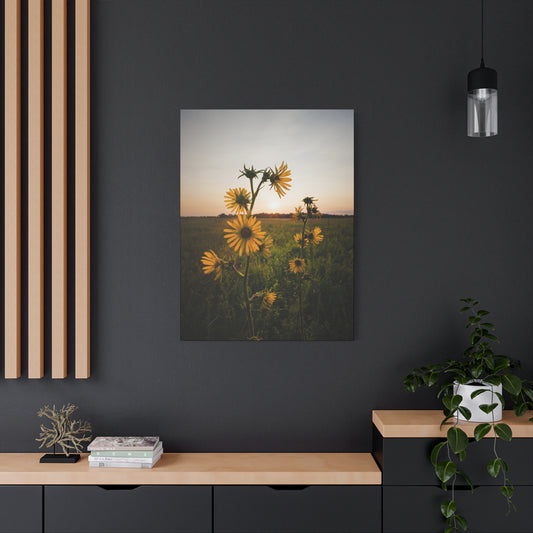 Compass Plant at Sunset - Matte Nature Print