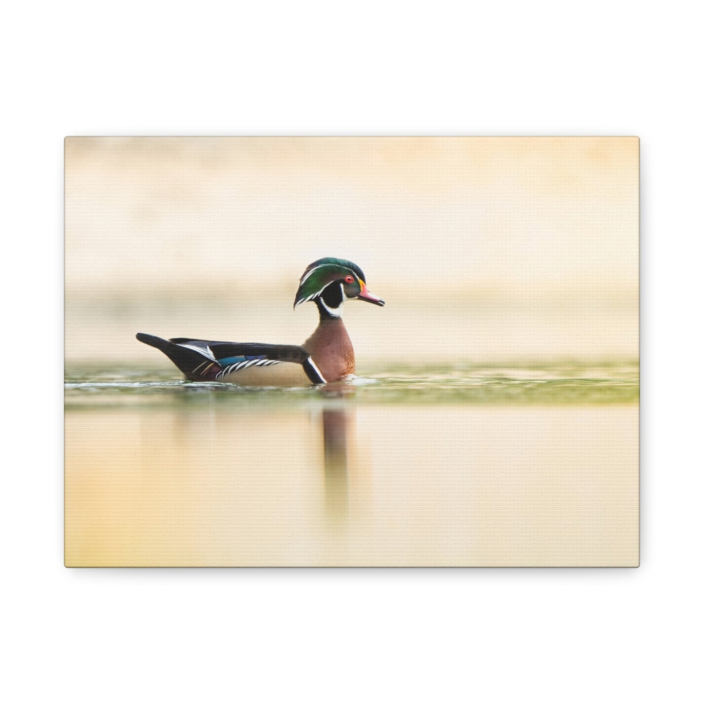 Wood Duck - Matte Nature Print