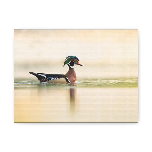 Wood Duck - Matte Nature Print