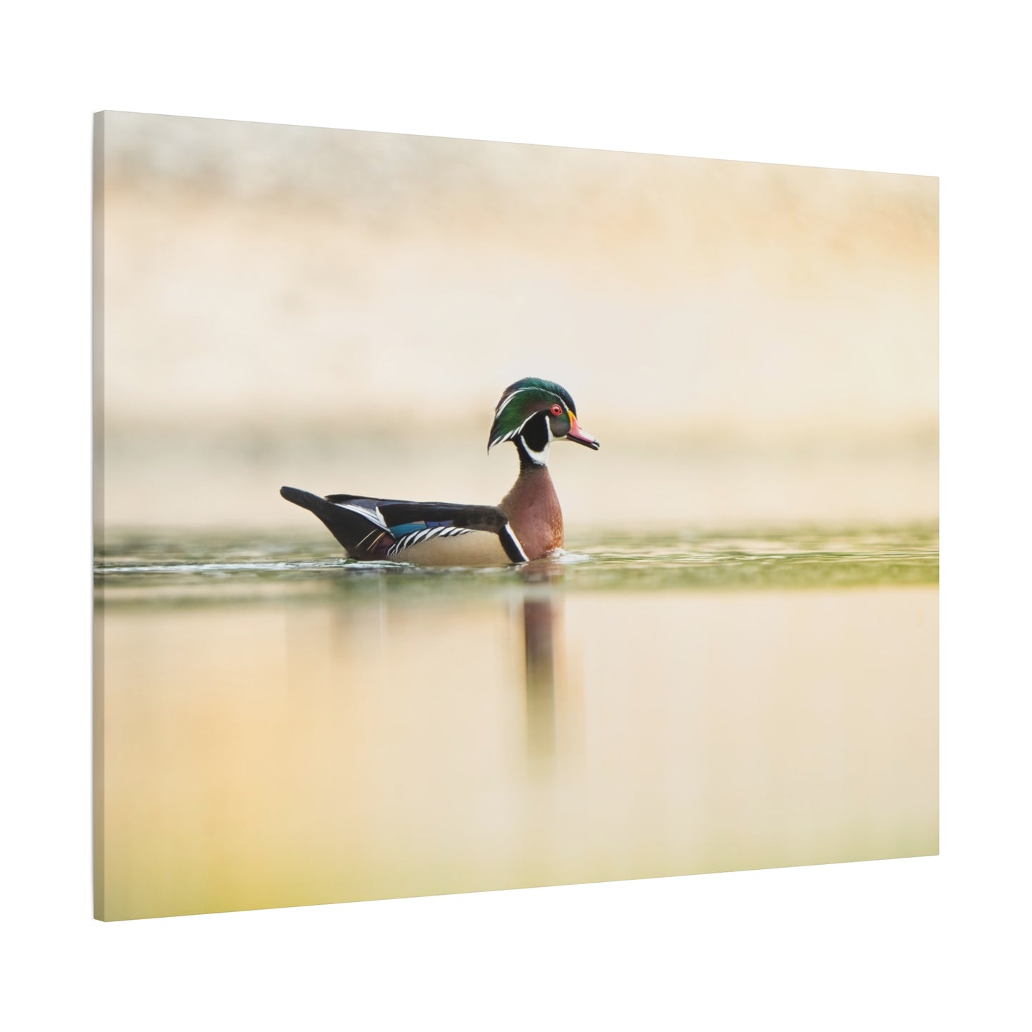 Wood Duck - Matte Nature Print
