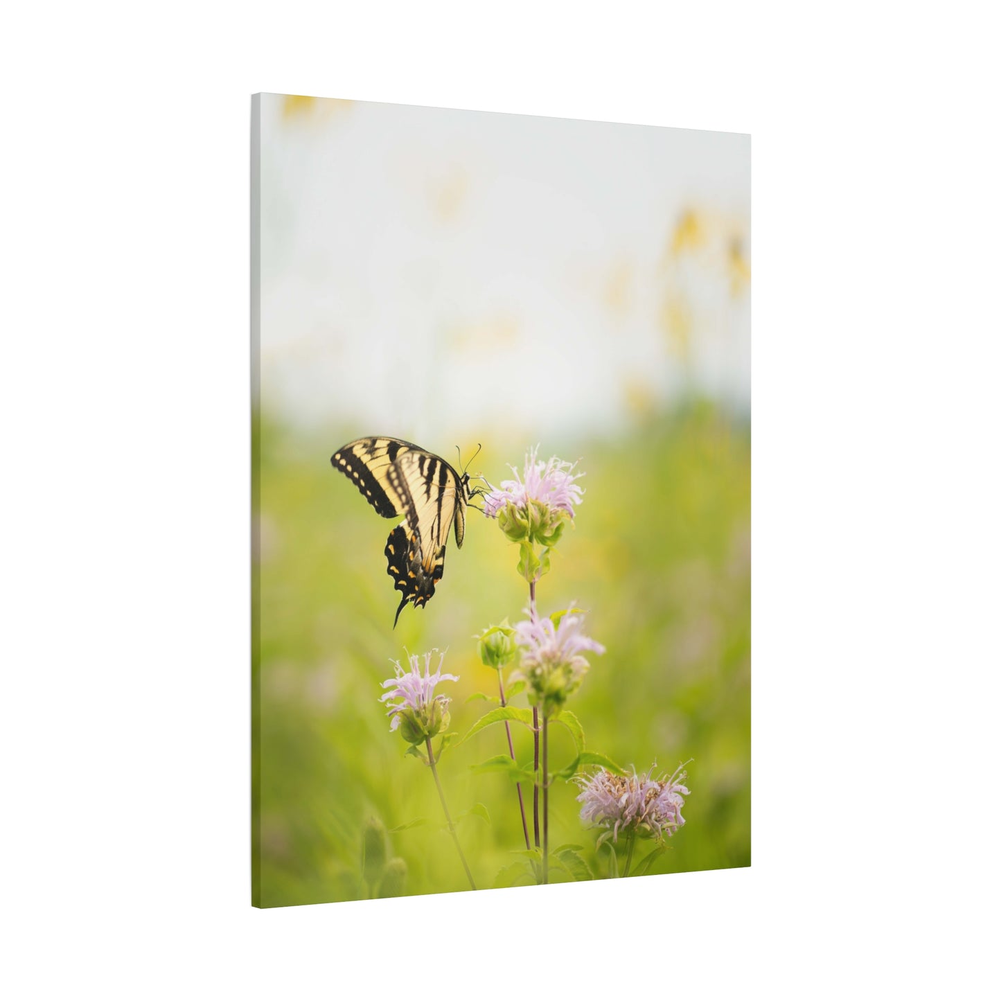 Tiger Swallowtail Butterfly - Matte Nature Print