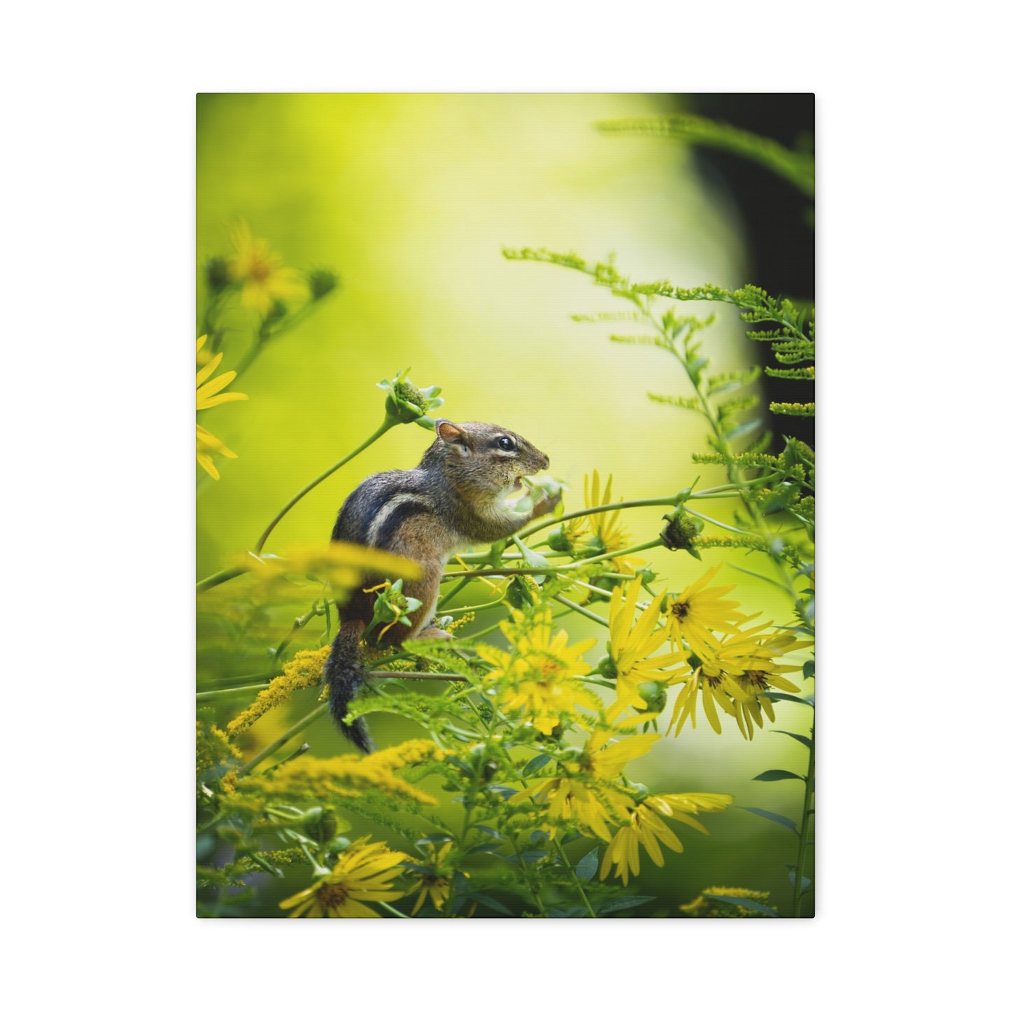 Eastern Chipmunk on Cup Plant - Matte Nature Print