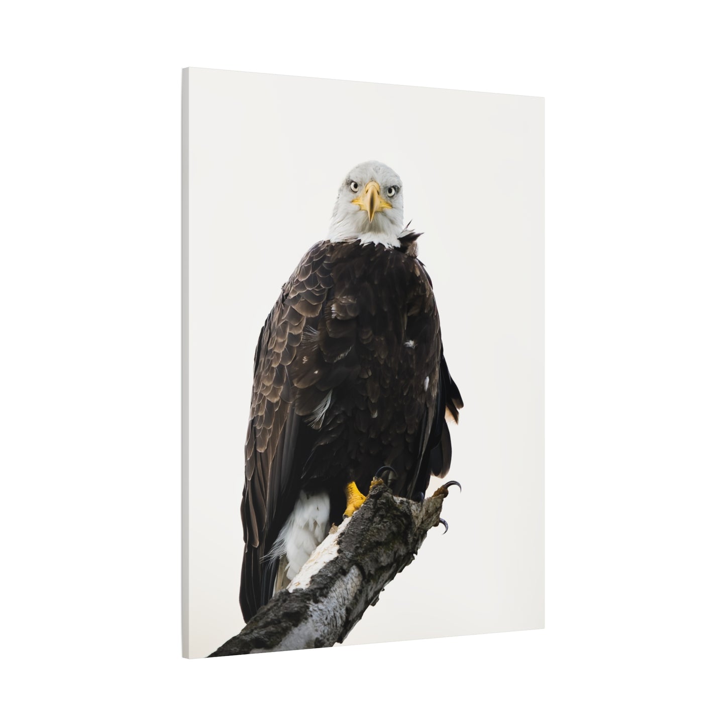 The Bald Eagle - Matte Nature Print