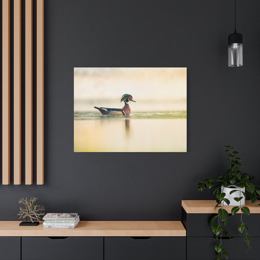 Wood Duck - Matte Nature Print