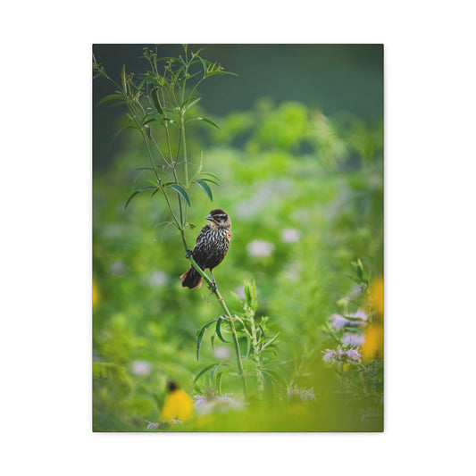 Female Redwing In a Prairie - Matte Nature Print