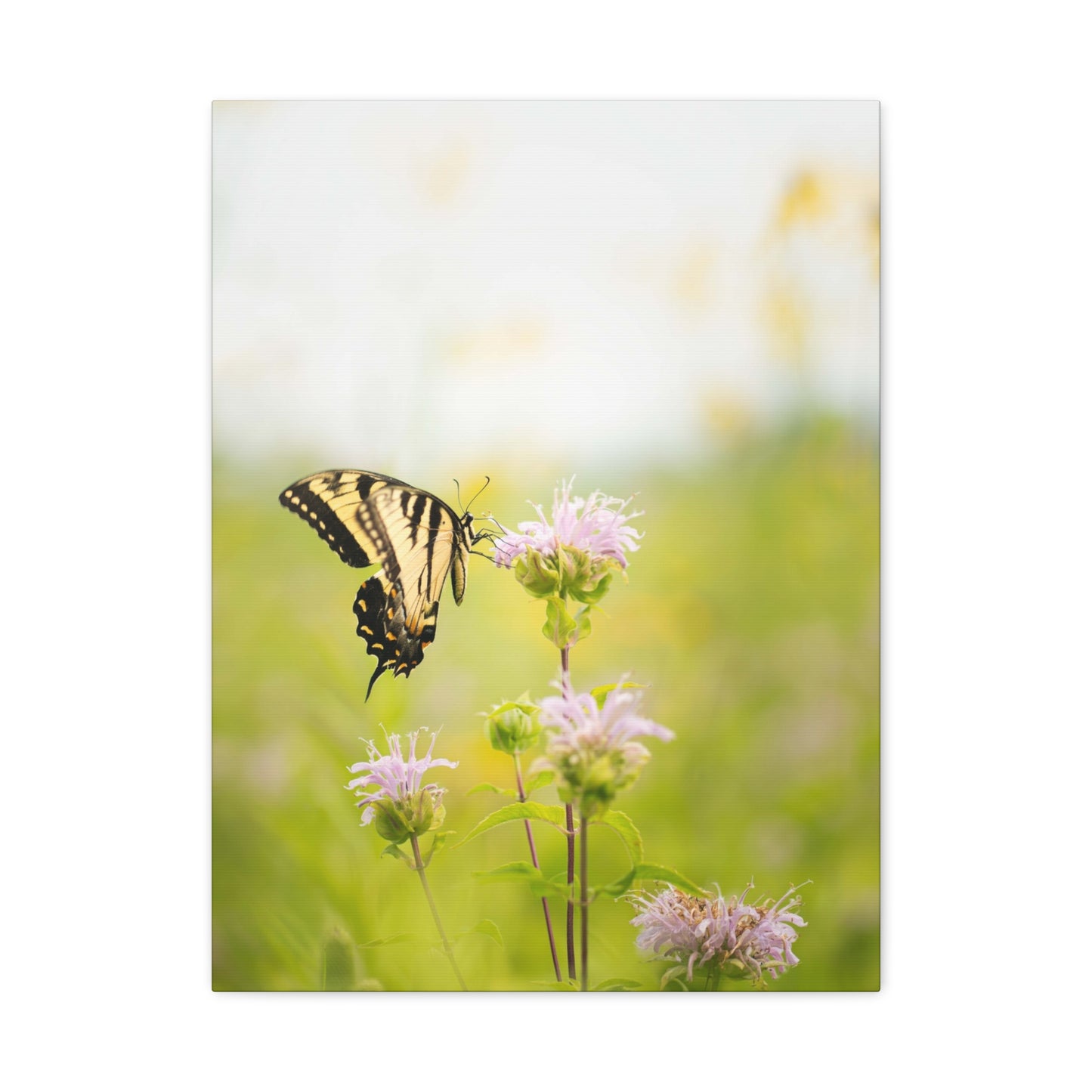 Tiger Swallowtail Butterfly - Matte Nature Print