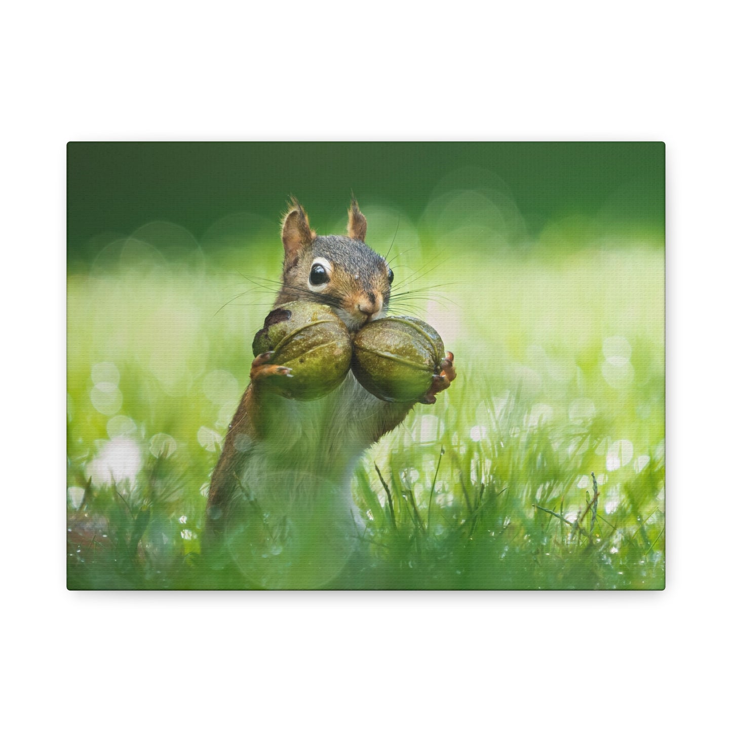 Red Squirrel Doubled Up Nuts - Matte Nature Print