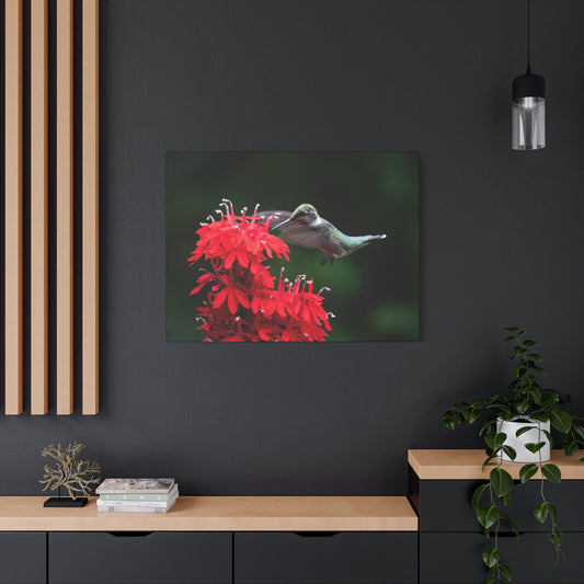 Hummingbird On Cardinal Flower - Matte Nature Print