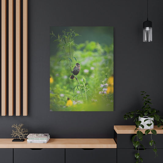 Female Redwing In a Prairie - Matte Nature Print