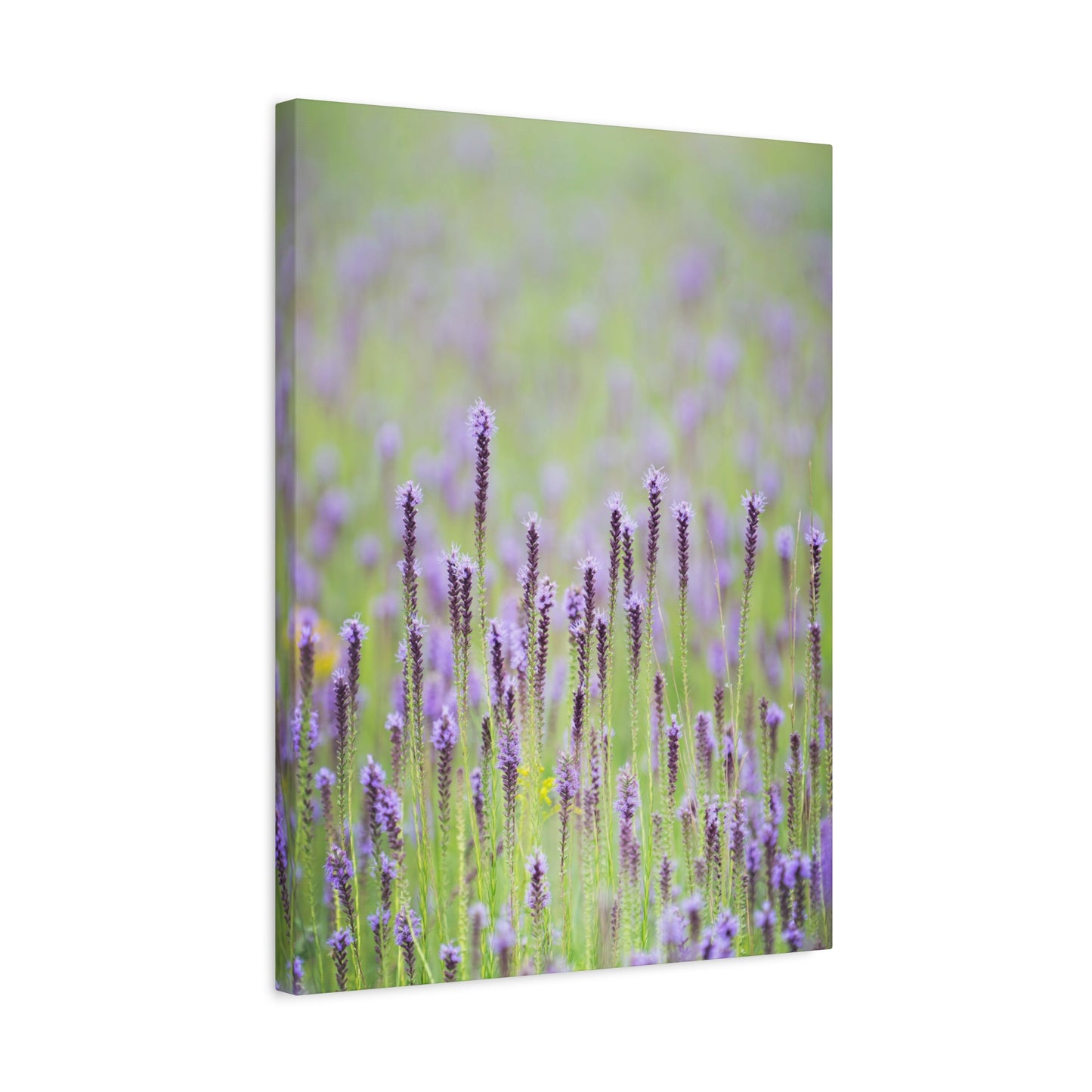 Blazing Star Dream - Matte Nature Print