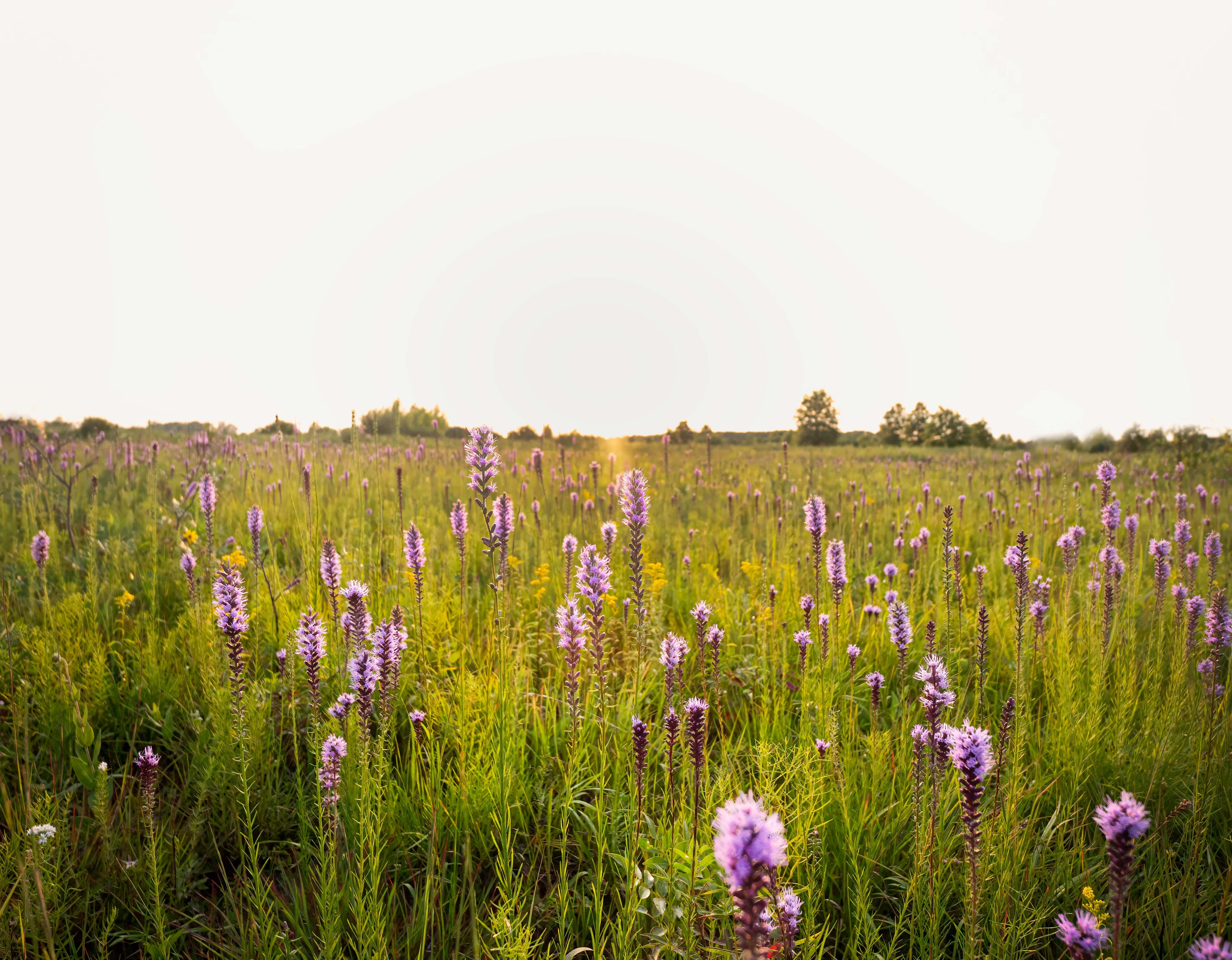 A wide meadow filled with tall green grass and many purple wildflowers under a pale sky, with a few trees visible on the horizon.
